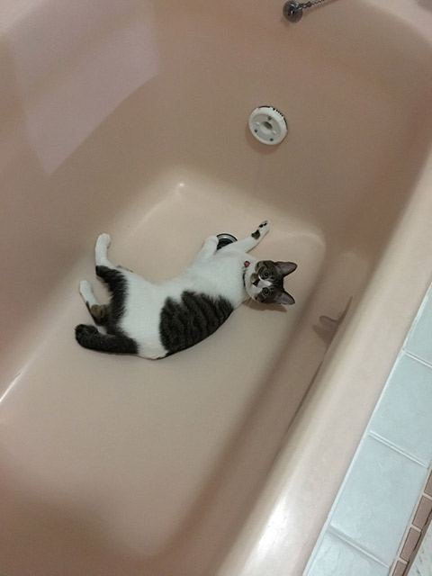 相棒のねこちゃんはお風呂がとても好きだワン！
