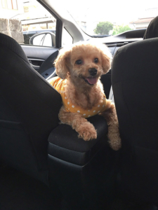 今日のコロちゃん