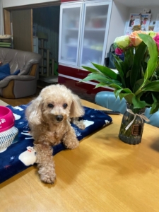 今日のコロちゃんを公開しました