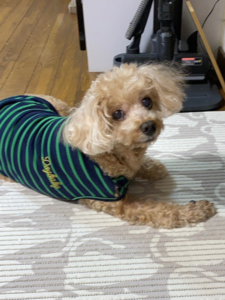 今日のコロちゃんを公開しました